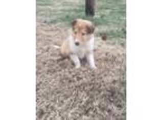 Collie Puppy for sale in Campbellsville, KY, USA