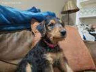 Airedale Terrier Puppy for sale in Shawnee, KS, USA