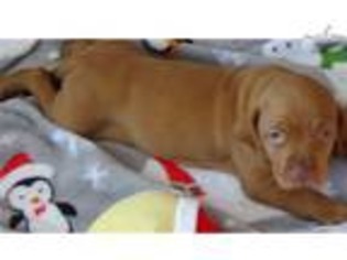 Vizsla Puppy for sale in Greenville, SC, USA