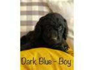 Labradoodle Puppy for sale in Roseville, CA, USA