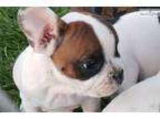 French Bulldog Puppy for sale in Saint George, UT, USA