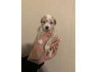 Mutt Puppy for sale in Saint Cloud, MN, USA