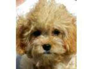 Mutt Puppy for sale in NEWPORT BEACH, CA, USA
