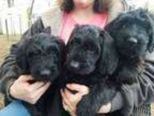 Briard Puppy for sale in Greenfield, MA, USA