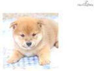 Shiba Inu Puppy for sale in Joplin, MO, USA