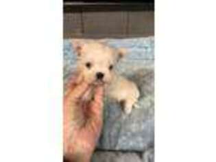 Maltese Puppy for sale in Adairsville, GA, USA