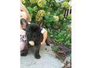 French Bulldog Puppy for sale in PETALUMA, CA, USA