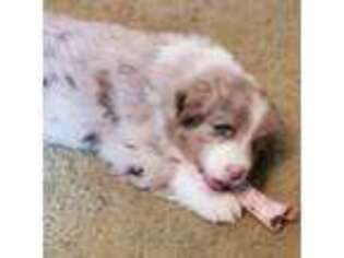 Australian Shepherd Puppy for sale in Scappoose, OR, USA