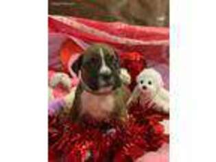 Boxer Puppy for sale in Reno, NV, USA