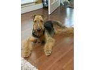 Airedale Terrier Puppy for sale in Petal, MS, USA