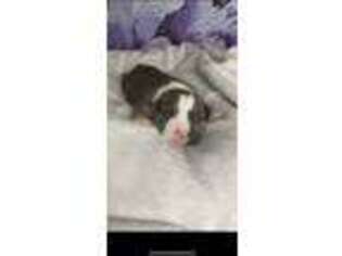 Mutt Puppy for sale in Yerington, NV, USA