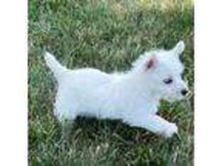 West Highland White Terrier Puppy for sale in Nappanee, IN, USA