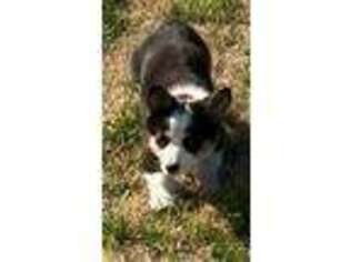 Pembroke Welsh Corgi Puppy for sale in Fresno, CA, USA