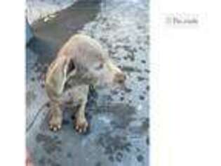 Labrador Retriever Puppy for sale in Battle Creek, MI, USA