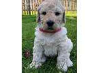Labradoodle Puppy for sale in Tumwater, WA, USA