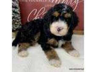 Mutt Puppy for sale in Millersburg, MI, USA