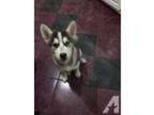 Siberian Husky Puppy for sale in NEW HAVEN, CT, USA
