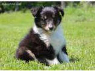 Shetland Sheepdog Puppy for sale in Sinclairville, NY, USA