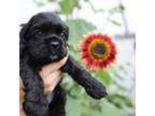 Cocker Spaniel Puppy for sale in Chino Valley, AZ, USA