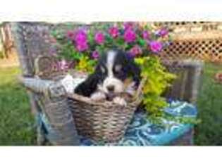 Bernese Mountain Dog Puppy for sale in Federalsburg, MD, USA