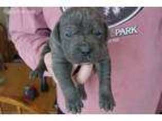 Cane Corso Puppy for sale in Cuba, IL, USA