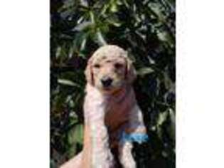 Goldendoodle Puppy for sale in Layton, UT, USA