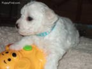 Bichon Frise Puppy for sale in Forest, VA, USA
