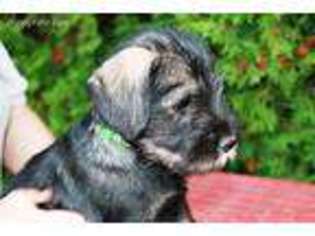 Mutt Puppy for sale in Englewood, FL, USA