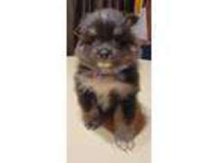 Pomeranian Puppy for sale in Milton, VT, USA