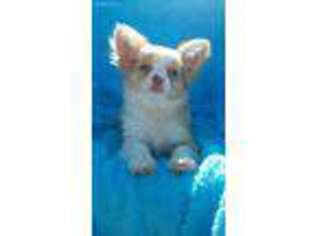 Chihuahua Puppy for sale in Parrottsville, TN, USA