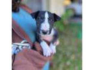 Bull Terrier Puppy for sale in Labelle, FL, USA
