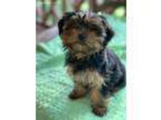 Yorkshire Terrier Puppy for sale in Ohatchee, AL, USA
