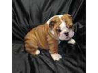 Bulldog Puppy for sale in Naperville, IL, USA