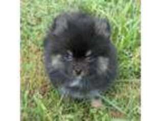 Pomeranian Puppy for sale in Burkesville, KY, USA