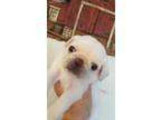 Pug Puppy for sale in Wakeman, OH, USA