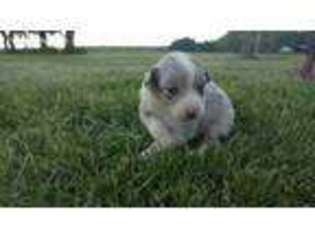 Australian Shepherd Puppy for sale in Nova, OH, USA