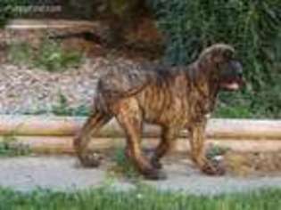 Mastiff Puppy for sale in Bloomington, IN, USA