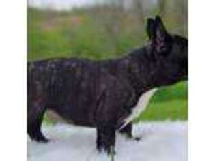 French Bulldog Puppy for sale in Okeana, OH, USA