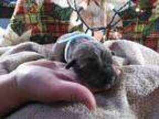Cane Corso Puppy for sale in Fall River, MA, USA