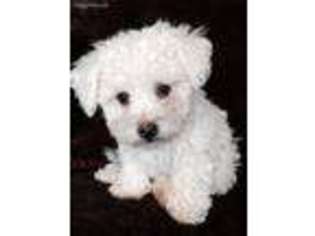 Bichon Frise Puppy for sale in Asheville, NC, USA