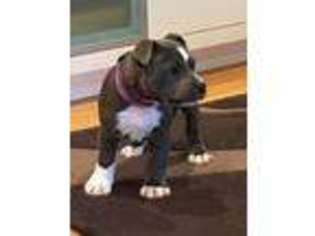 Staffordshire Bull Terrier Puppy for sale in NORTHBOROUGH, MA, USA