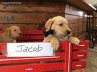 Labrador Retriever Puppy for sale in Owen, WI, USA