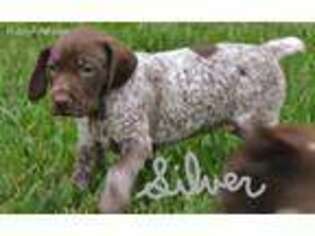 German Shorthaired Pointer Puppy for sale in Kissimmee, FL, USA