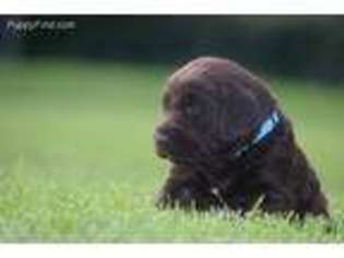 Labradoodle Puppy for sale in Highland, UT, USA