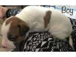 Dogo Argentino Puppy for sale in Vineland, NJ, USA