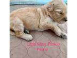 Goldendoodle Puppy for sale in Palmetto, FL, USA