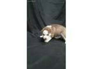 Siberian Husky Puppy for sale in Lehigh Acres, FL, USA