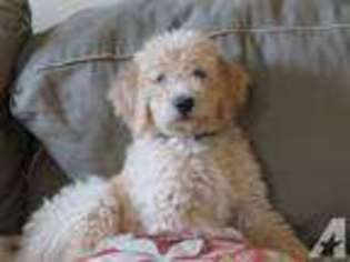 Labradoodle Puppy for sale in MIDDLEVILLE, MI, USA