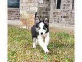 Border Collie Puppy for sale in Crestview, FL, USA
