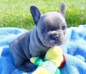 French Bulldog Puppy for sale in Richmond, IN, USA
